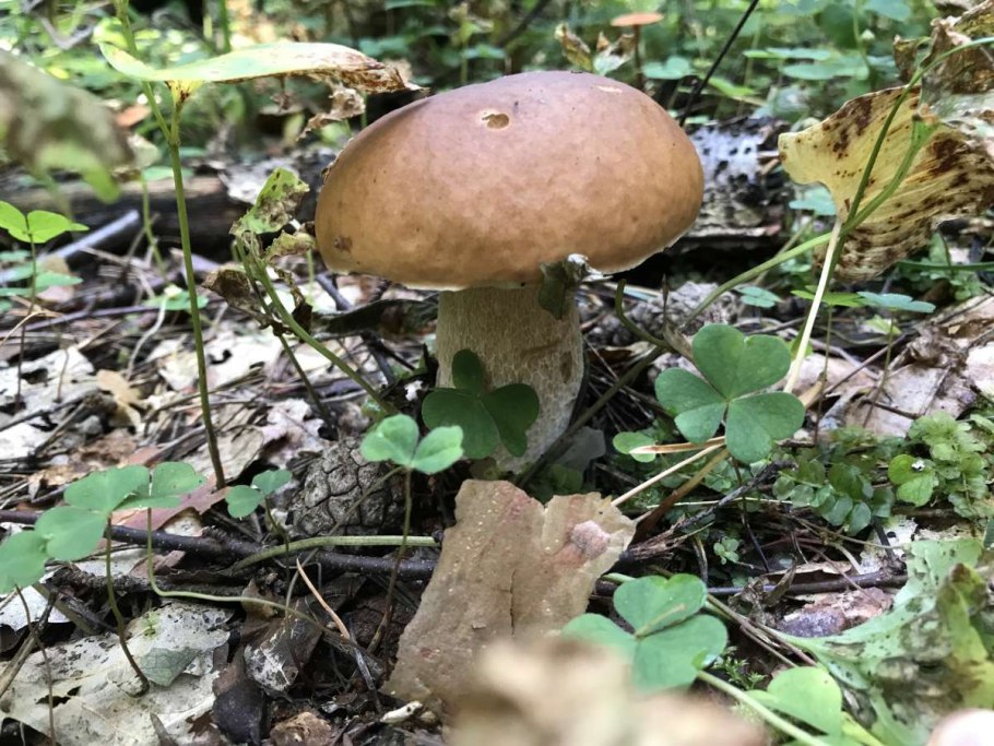 Сыроежка подберезовик