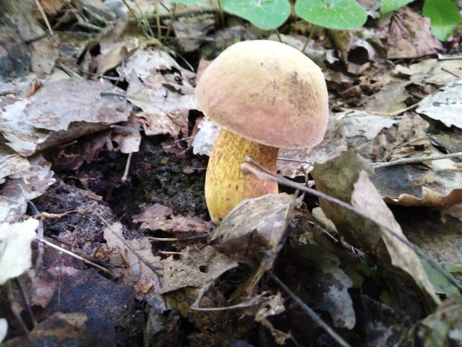 Гриб Дубовик обыкновенный