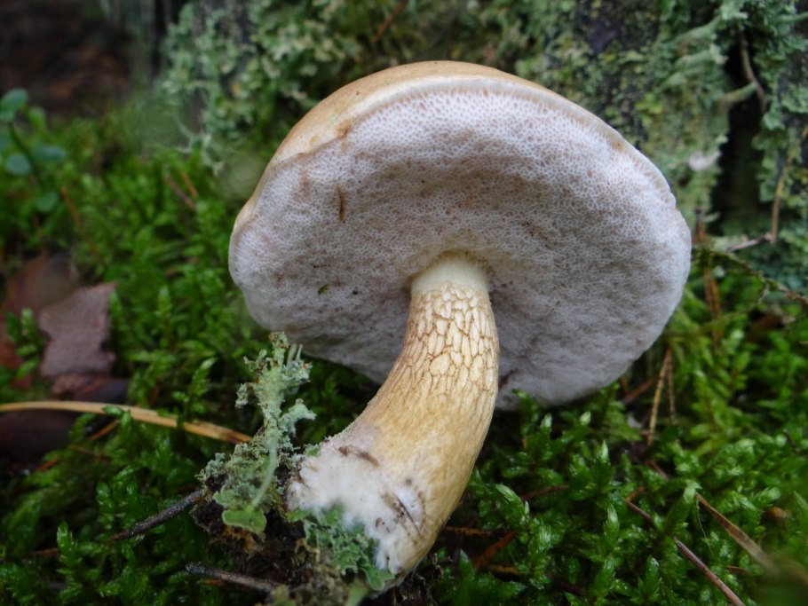 Подберезовик и сыроежка и волнушка