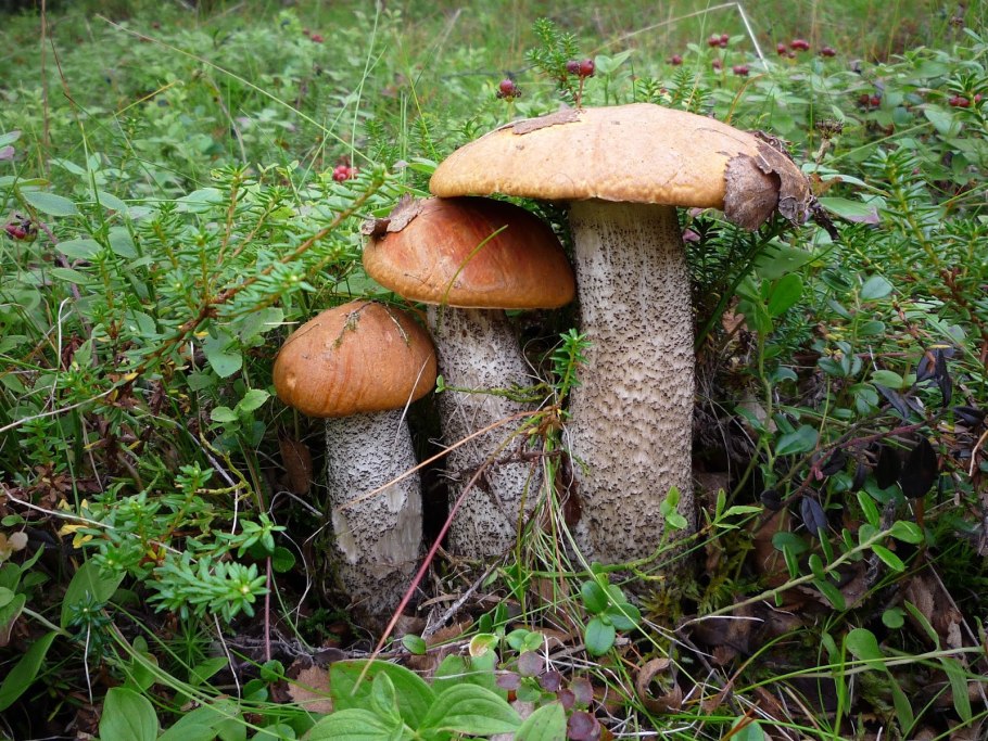 Сыроежка вильчатая