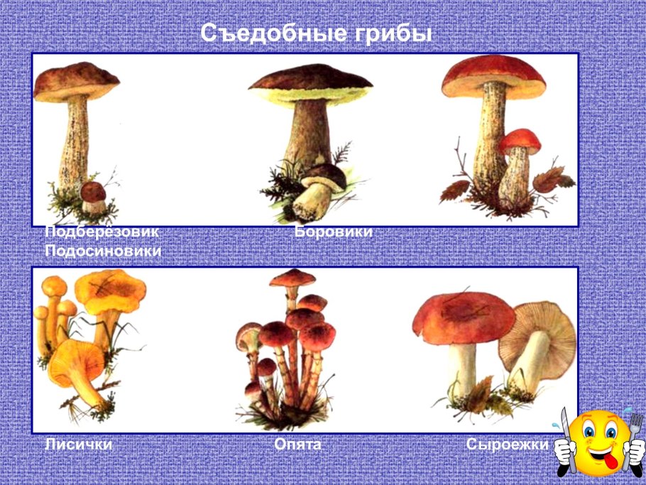 Сыроежка лиловоногая