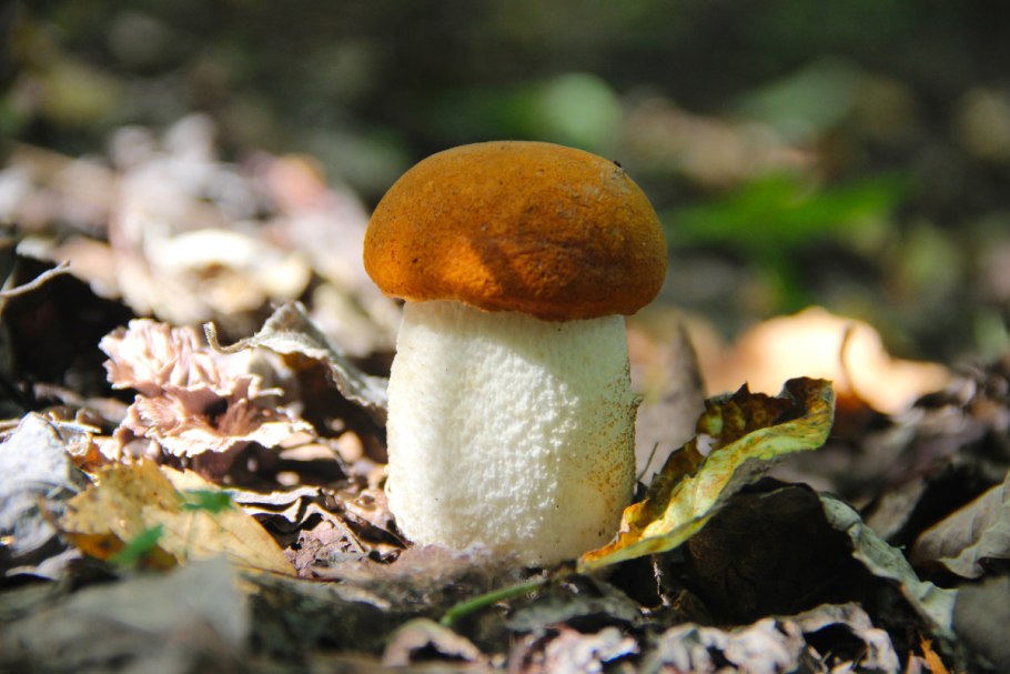 Гриб подосиновик картинка для детей