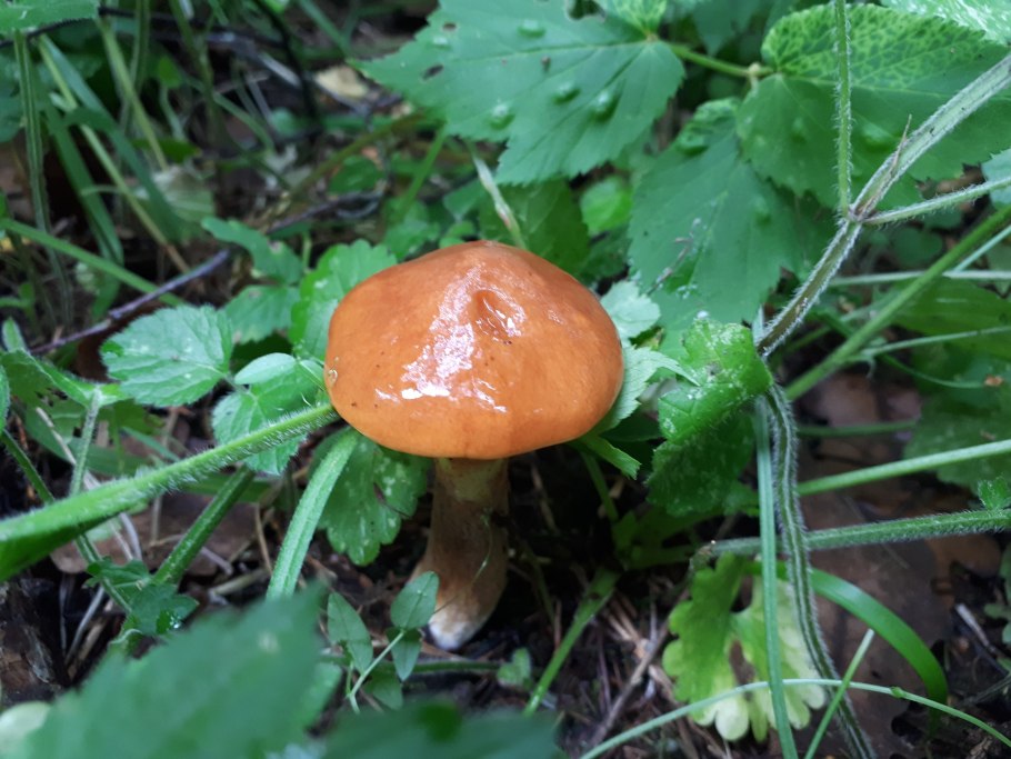 Сыроежка кроваво-красная (Russula sanguinea)