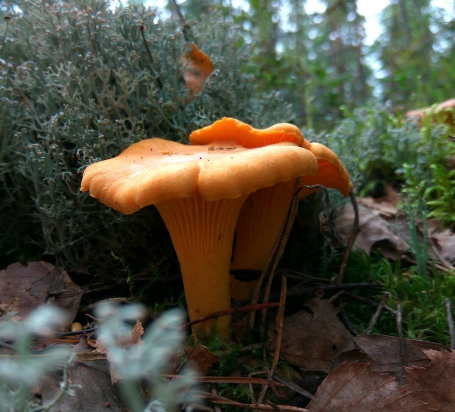 Russula consobrina