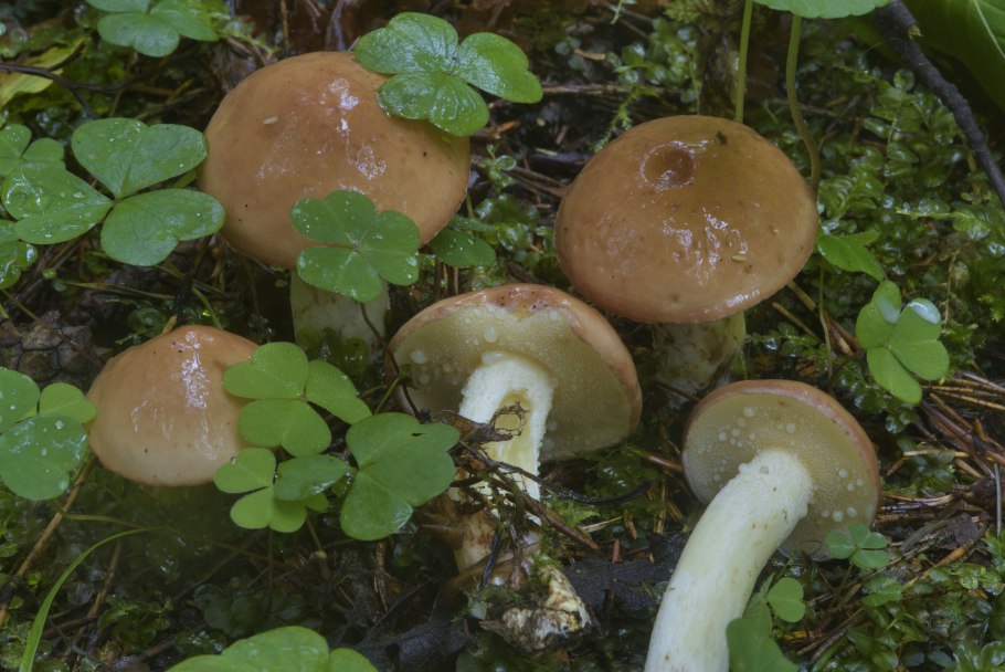 Красноголовики сыроежки