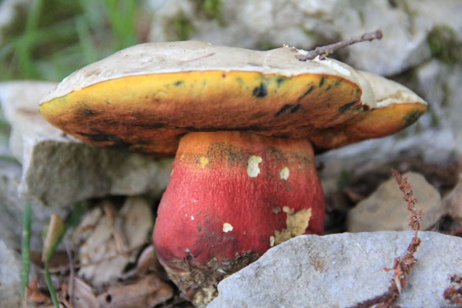 Сыроежка жгучеедкая (Russula emetica)