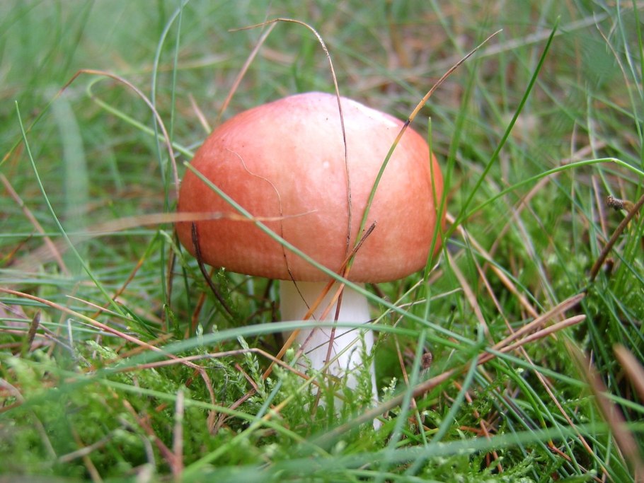 Боровик, сыроежка, мухомор;