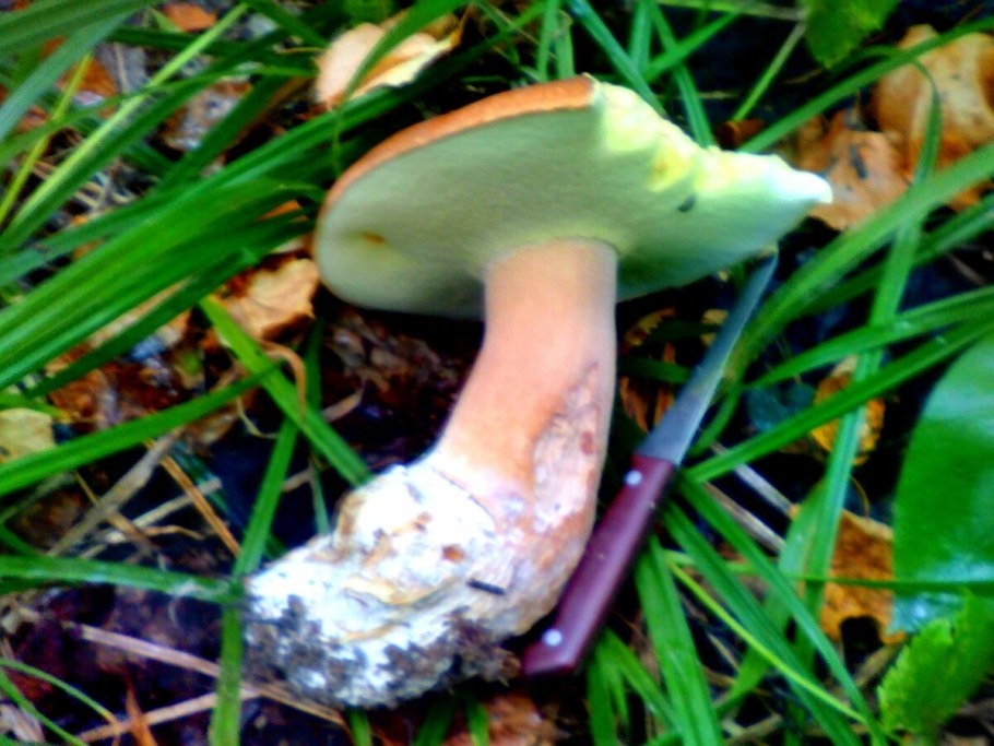 Подосиновик черночешуйчатый