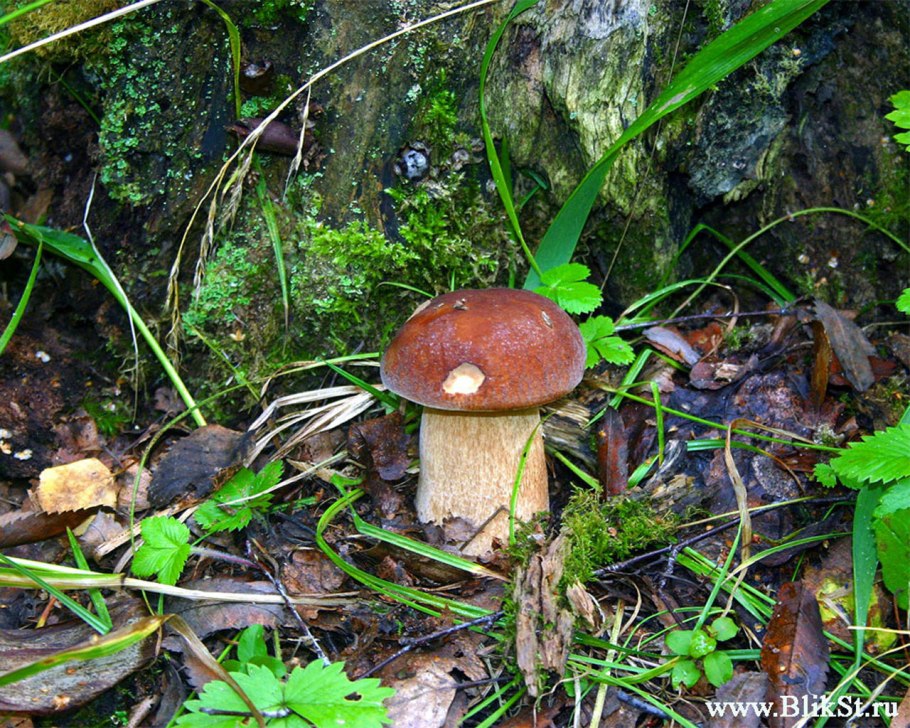 Груздь подберезовик