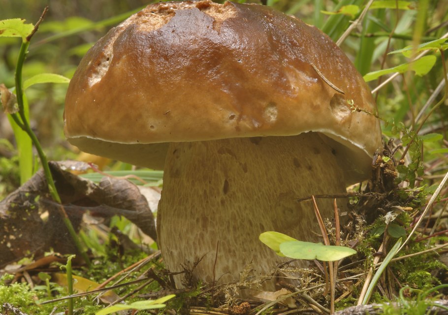 Сыроежка сардониксовая Russula Sardonia