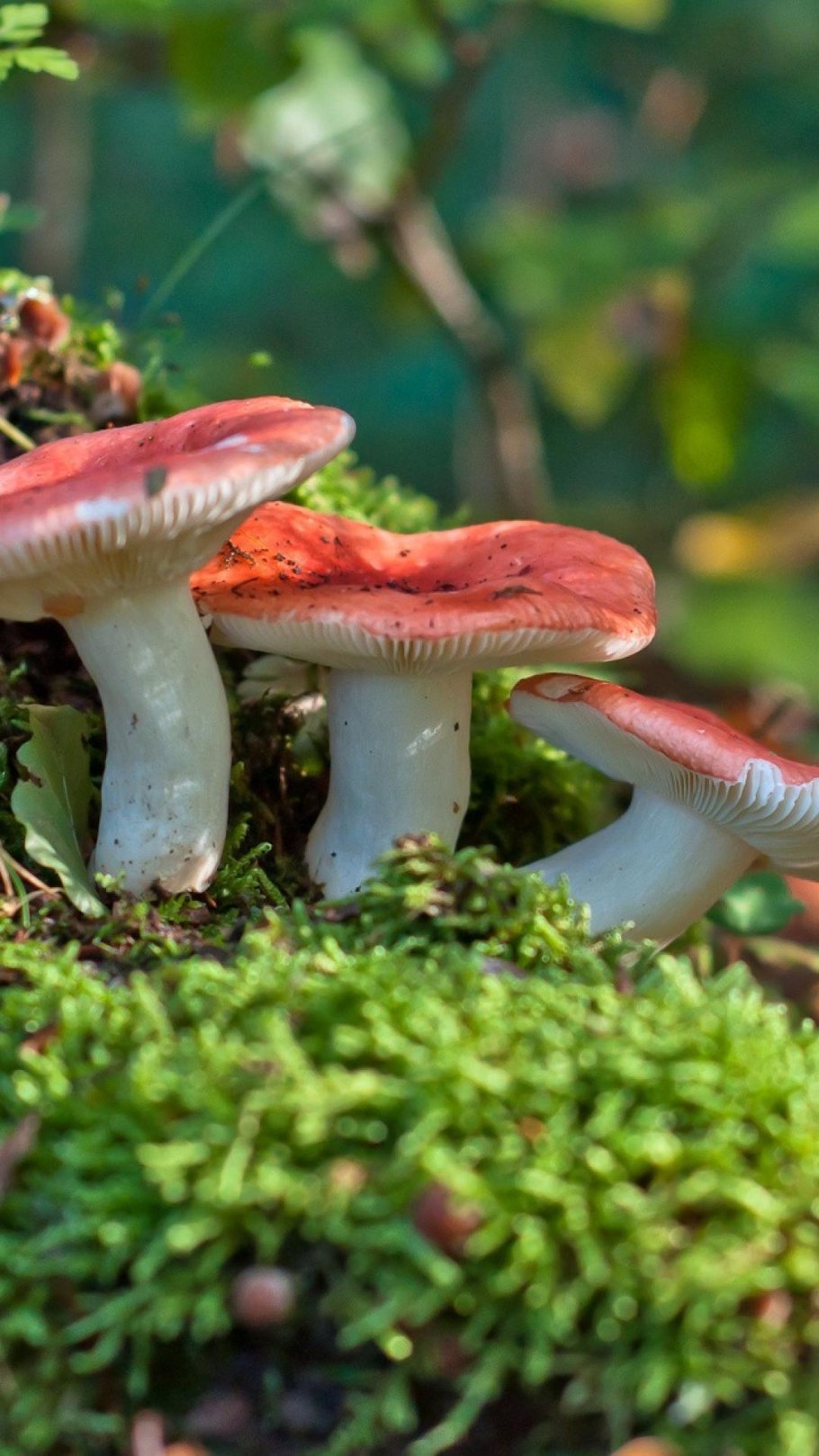 Болетус Дюпена