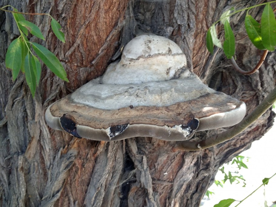 Древние грибы гиганты