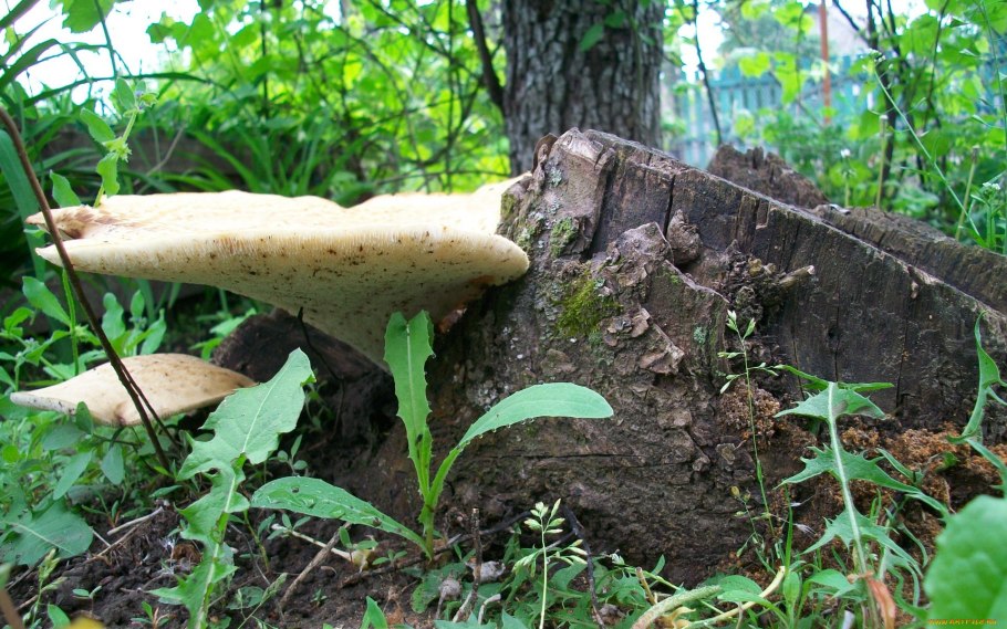 Грибы растущие в овраге