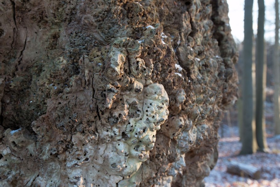 Старое дерево с грибком