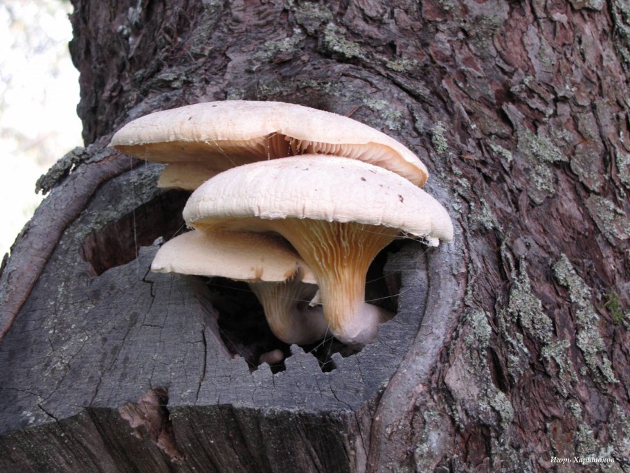 Вёшенка обыкновенная на даче