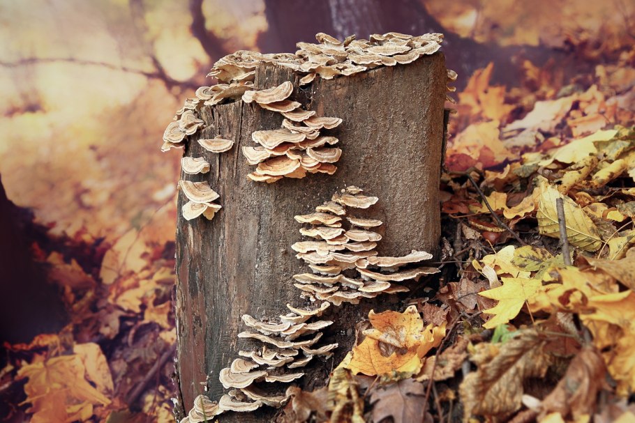 Грибы на пнях
