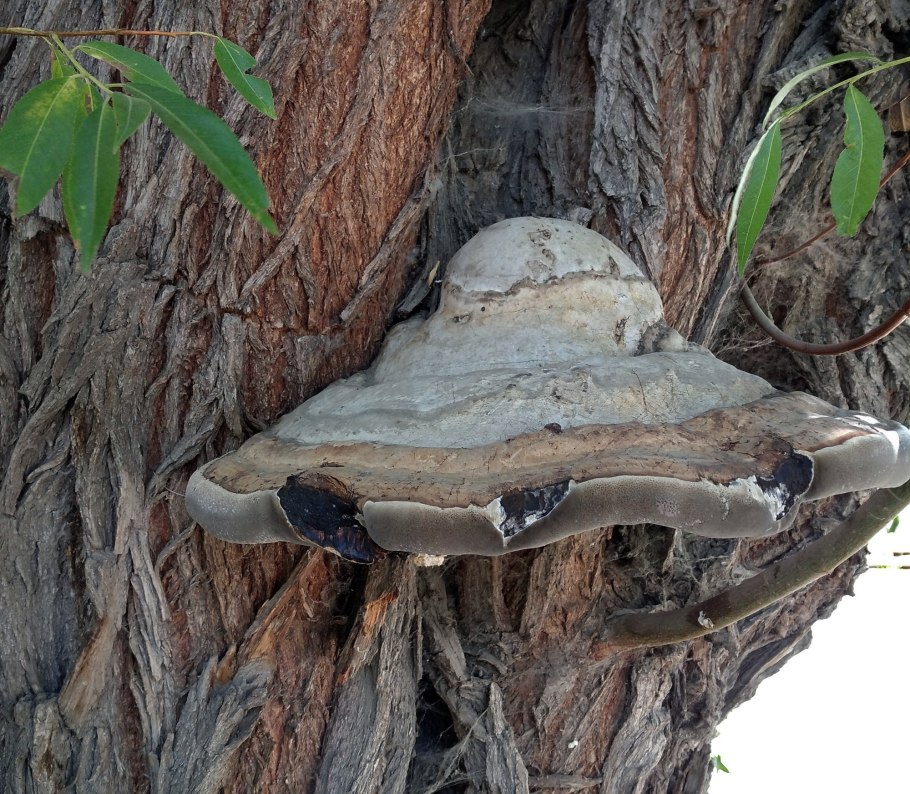 Дерево похожее на гриб