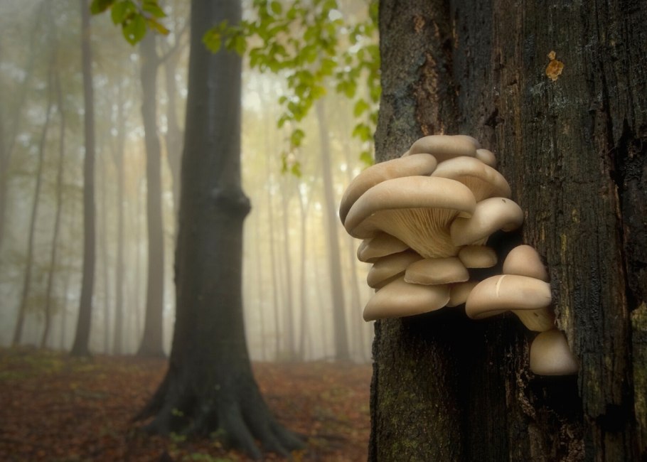 Лесной пень в грибами