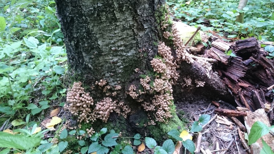 Дубовый гриб на дереве