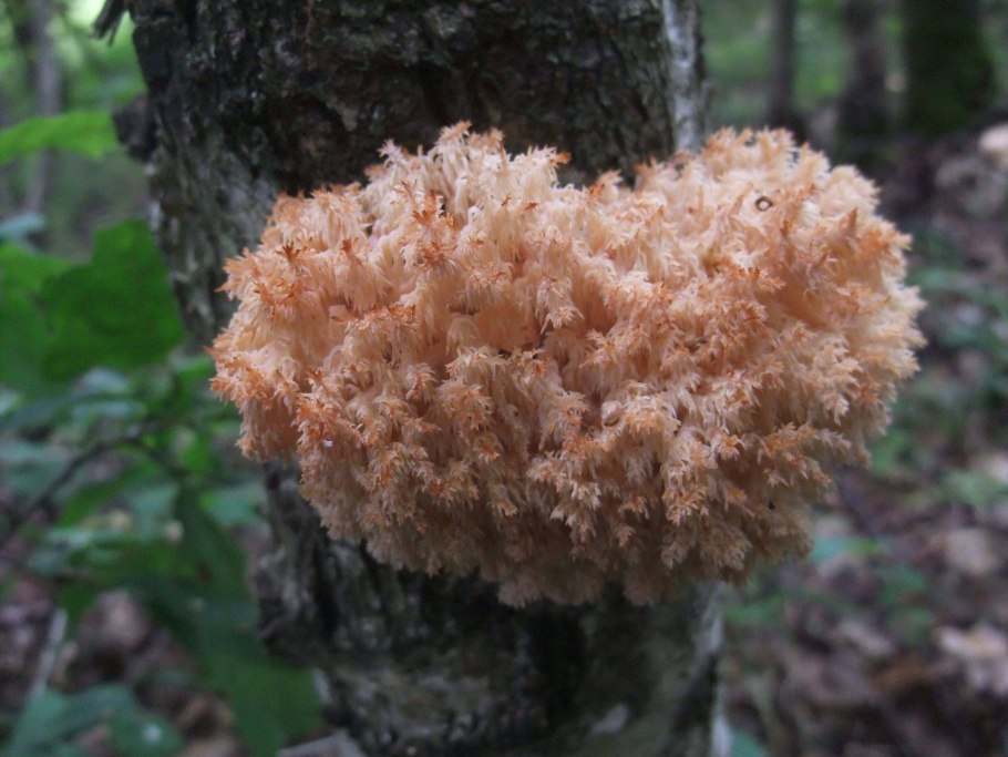 Осенние грибы на пнях