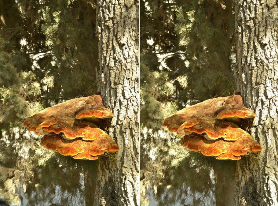 Древесные грибы Подмосковья