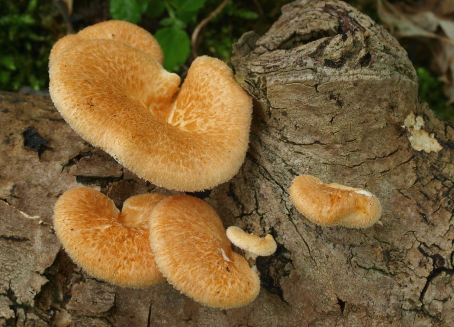 Neofavolus alveolaris