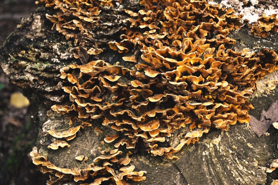 Древесные грибы