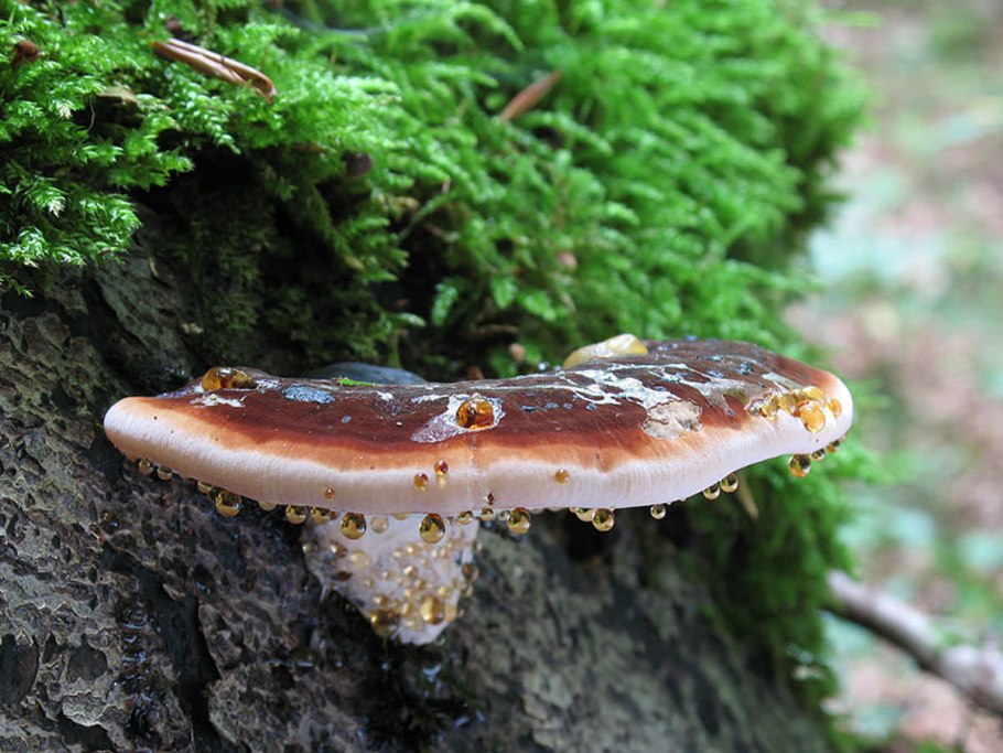 Гриб Ишнодерма смолистая