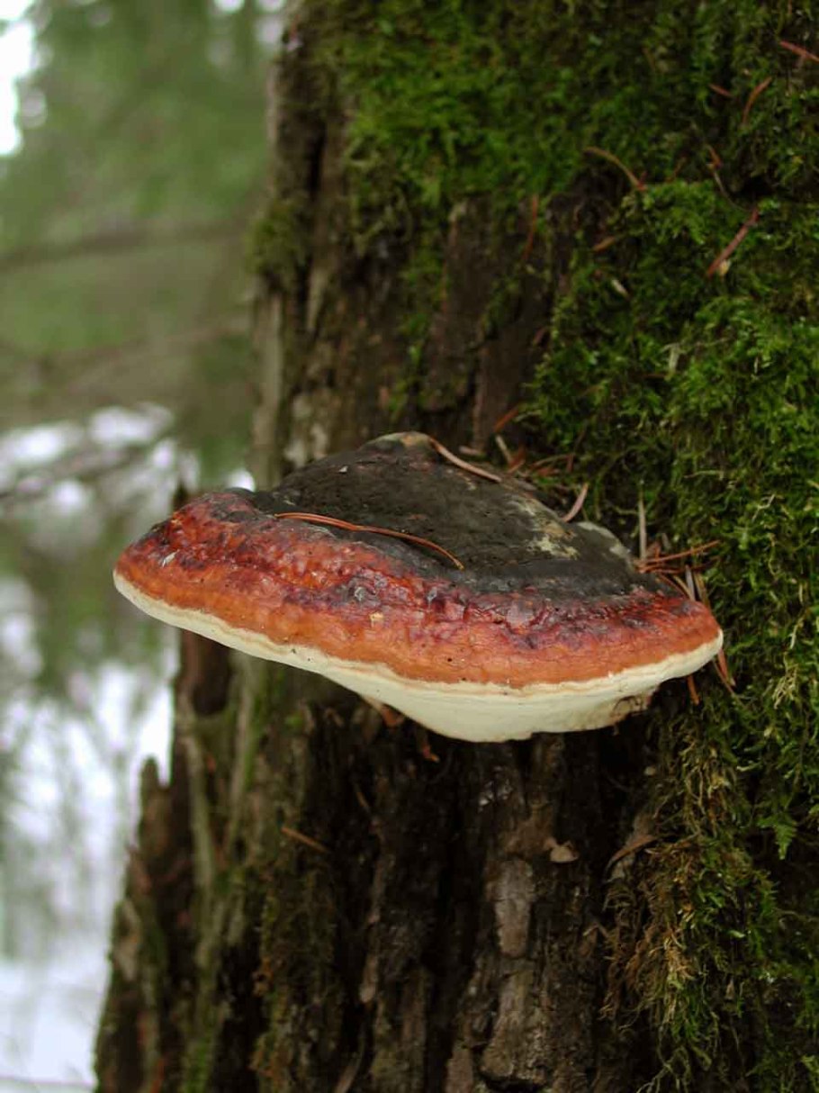 Съедобные древесные грибы Подмосковья