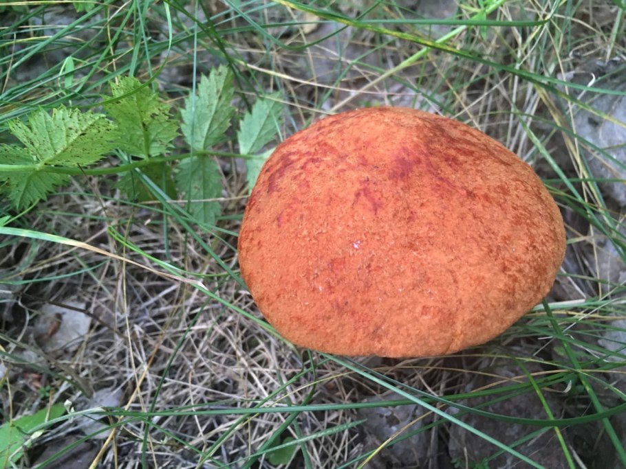 Гриб Болетус синеющий