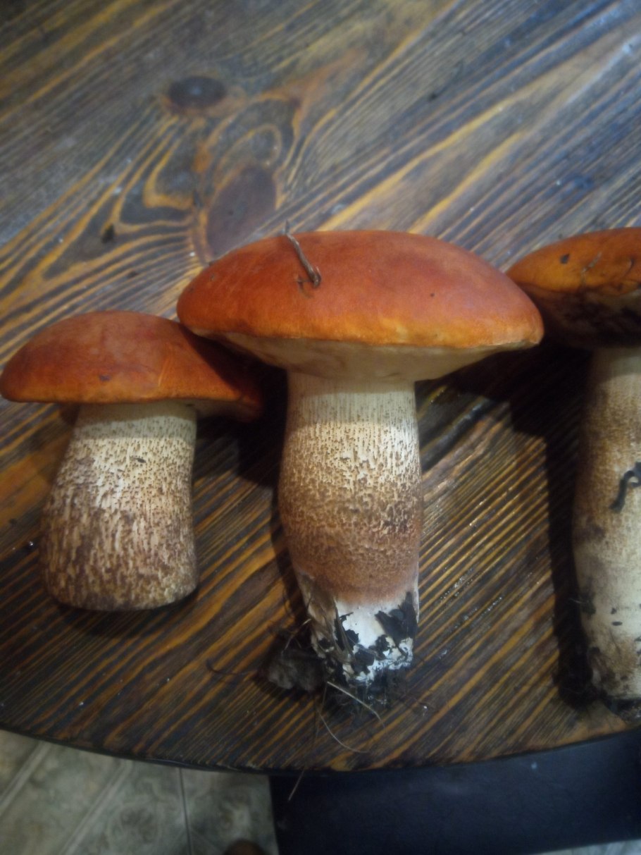 Гриб красноголовик ложный
