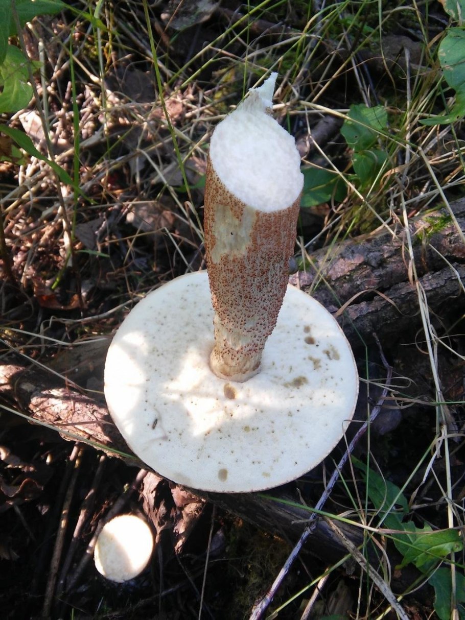 Подосиновик темнеет на срезе