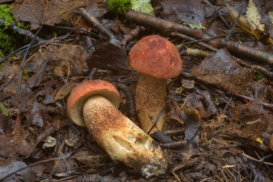 Подосиновик с красной ножкой