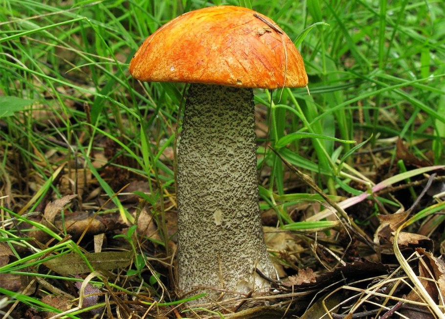 Leccinum aurantiacum