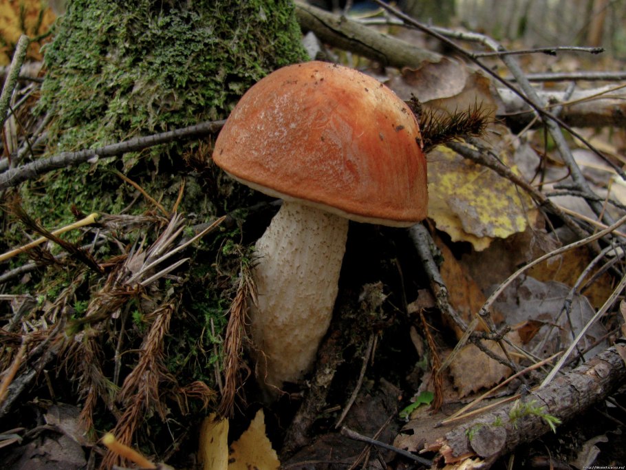 Гиропорус синеющий (Gyroporus cyanescens)