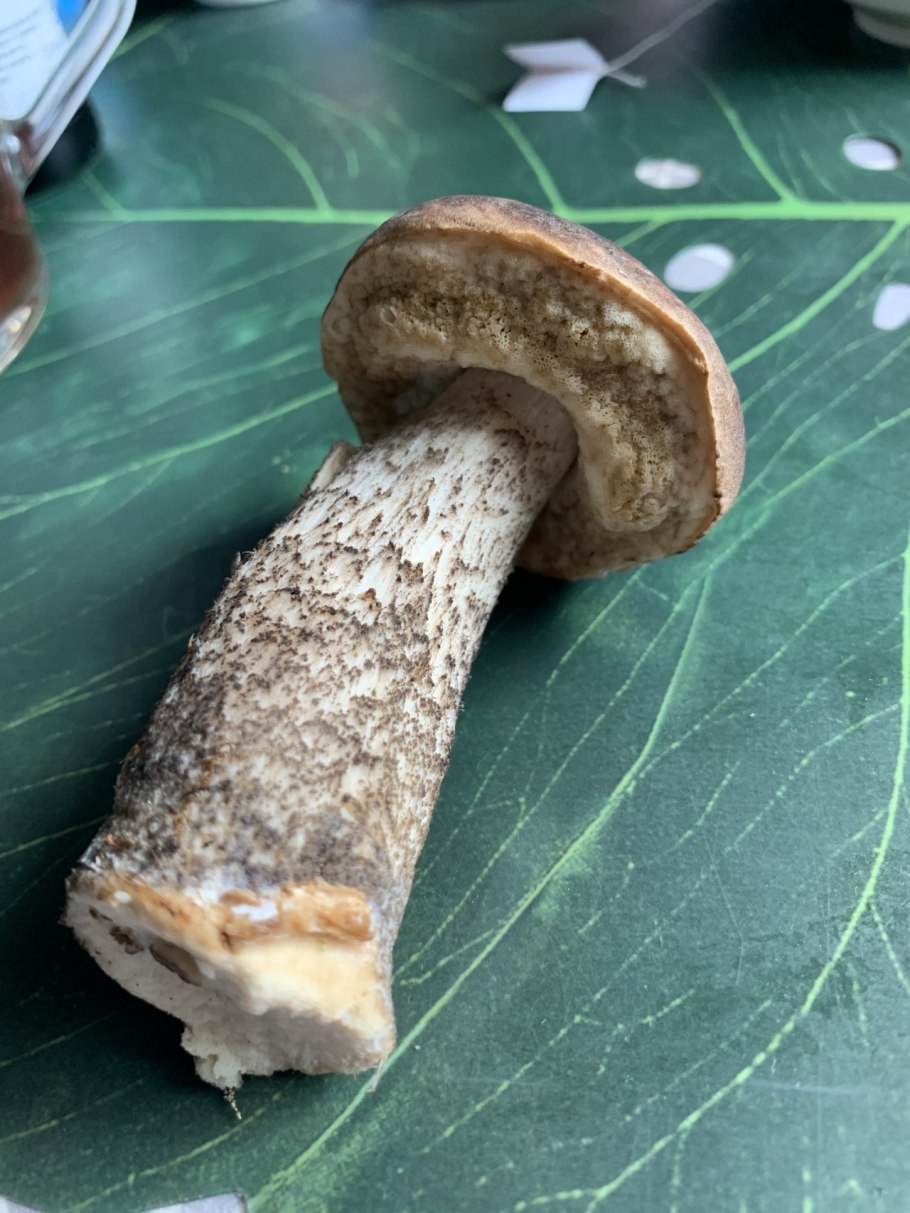 Крымский подосиновик