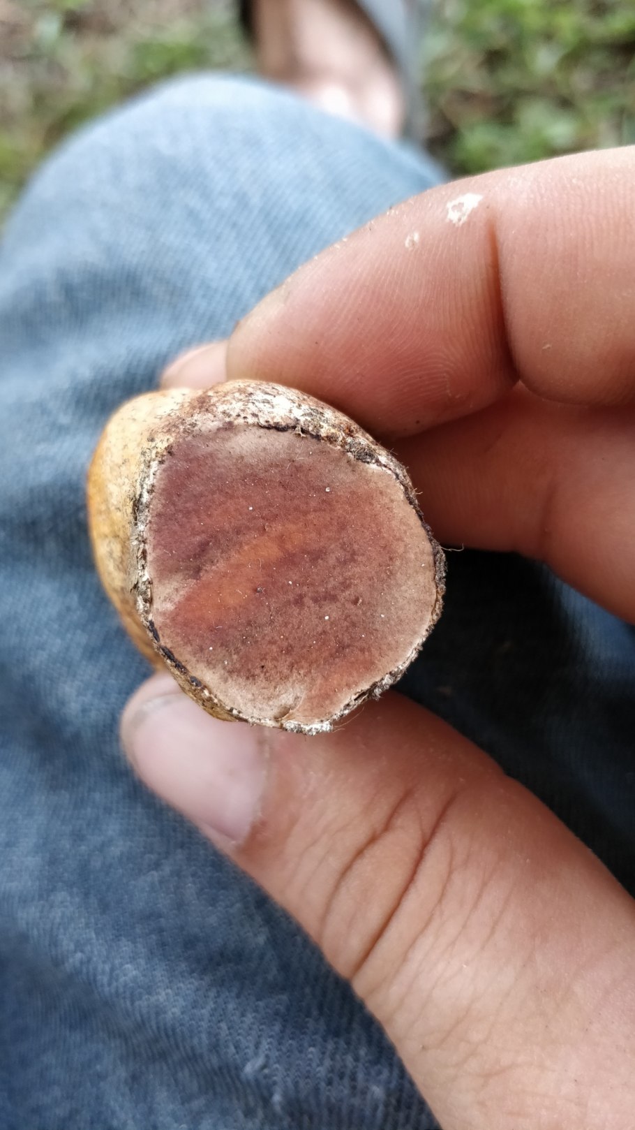 Ложный подосиновик на срезе