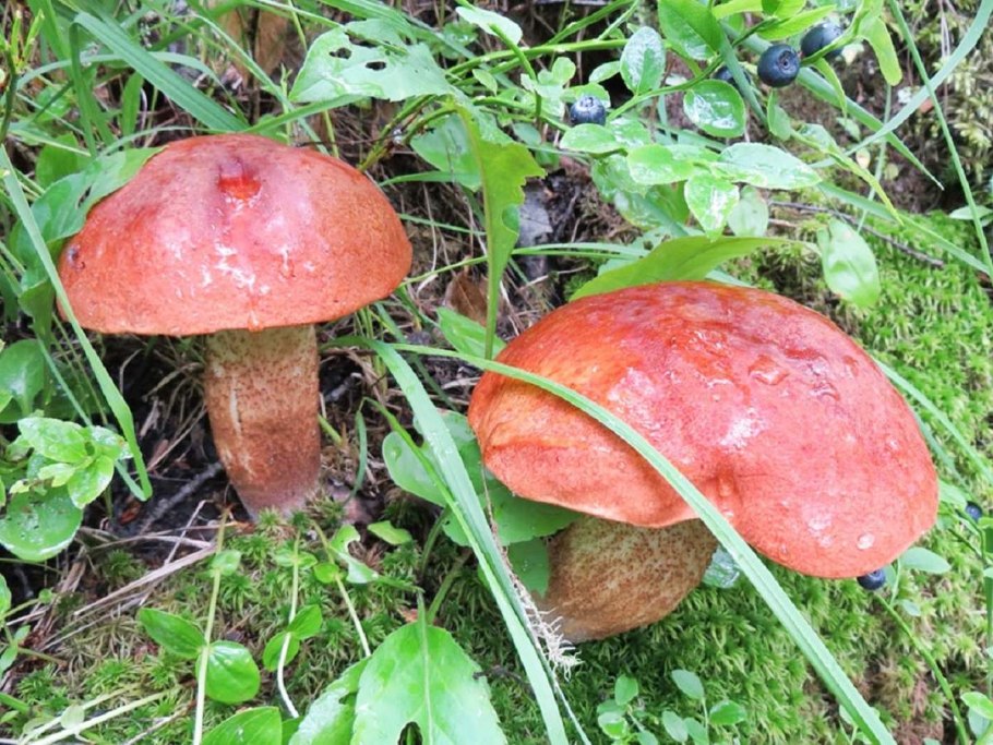 Грибы красноголовик Сосновый