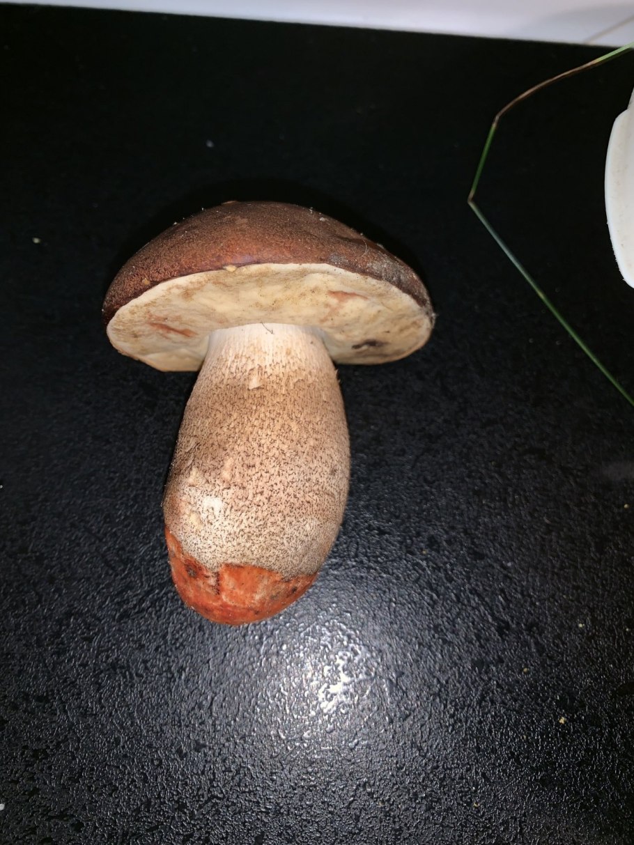 Подосиновик и подберезовик