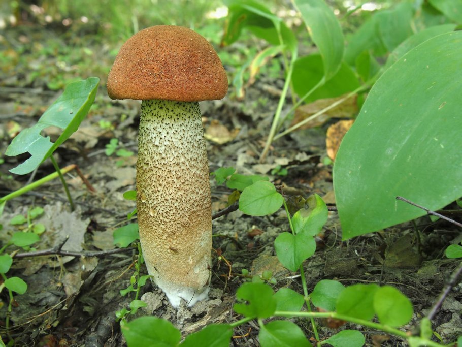 Ложный подберезовик на срезе