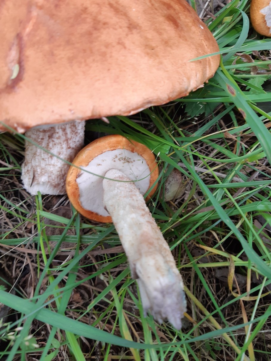 Подосиновик синеет