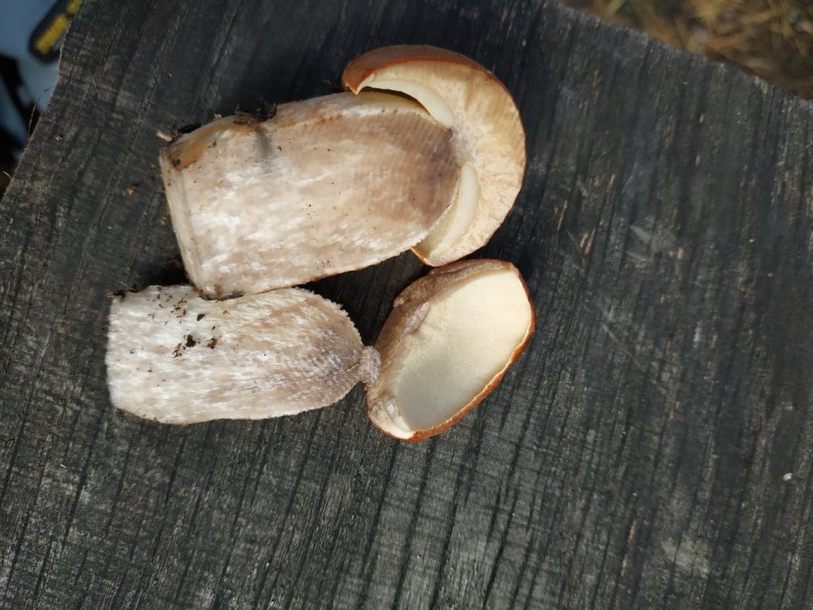 Гриб подберезовик ложный