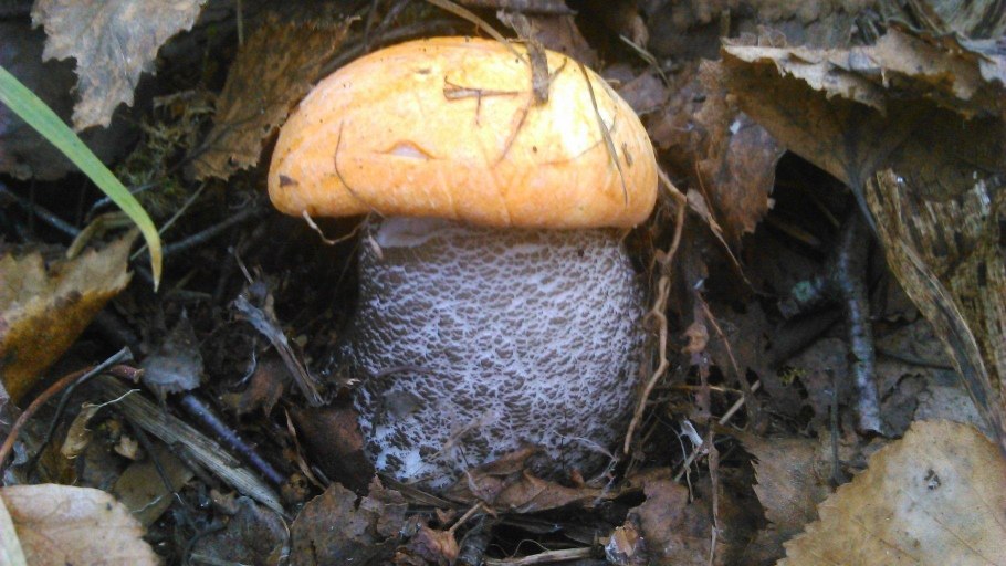 Гриб у которого срез розовеет