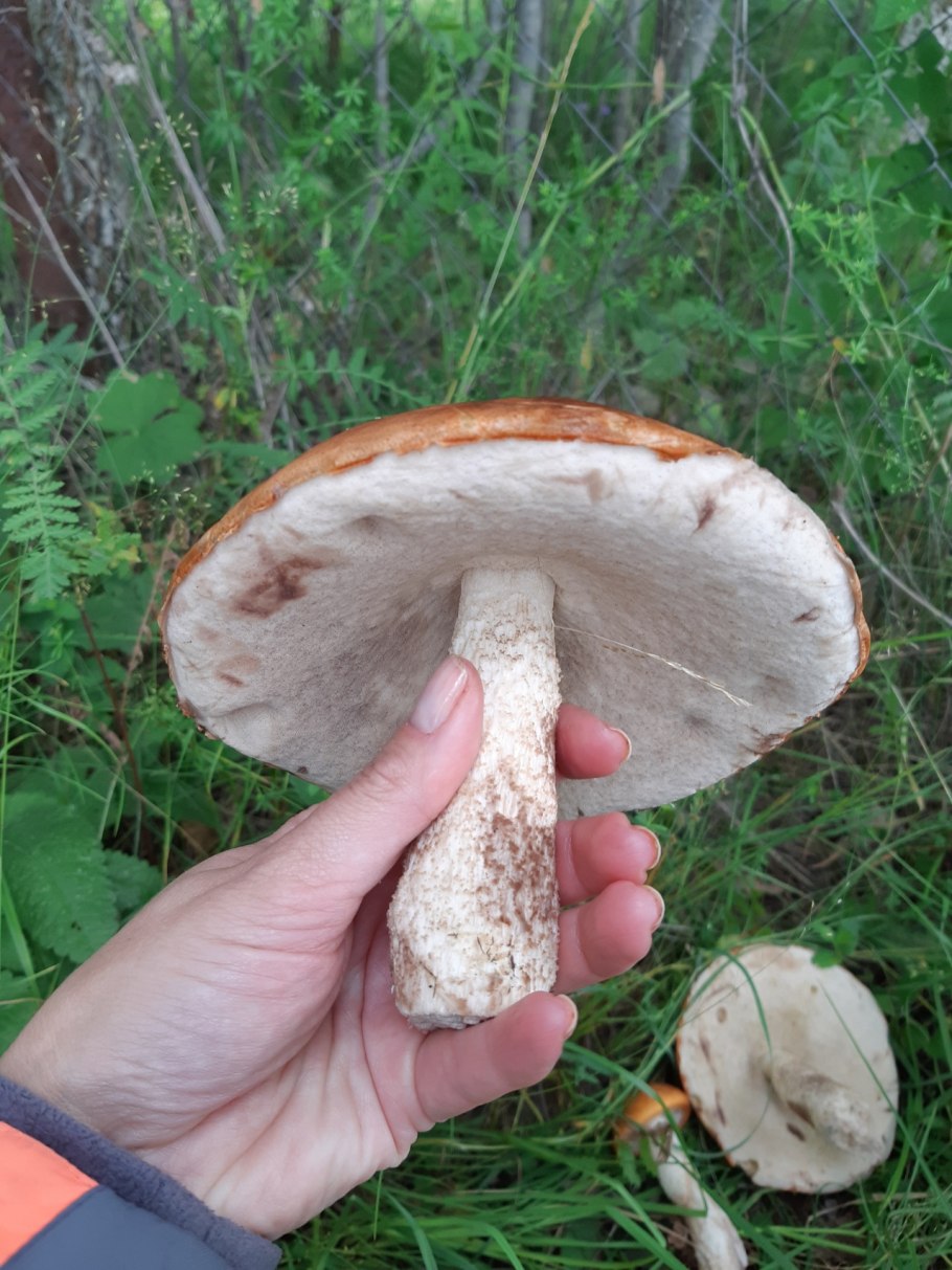 Подосиновик гименофор