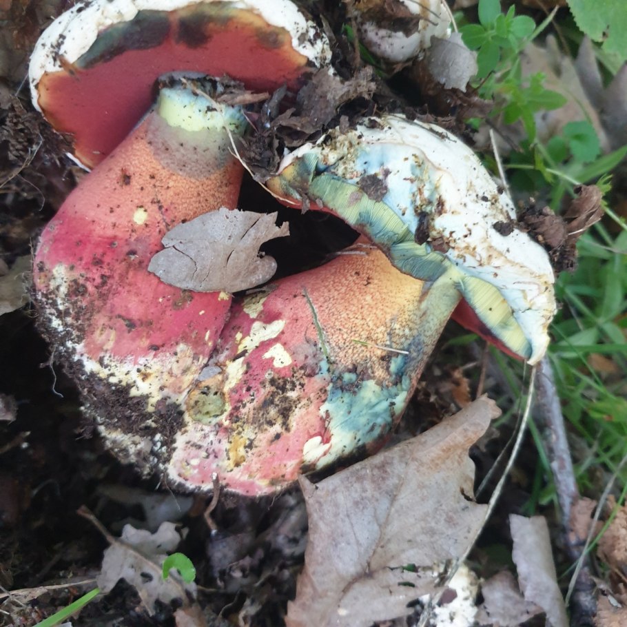 Гриб красноголовик ложный