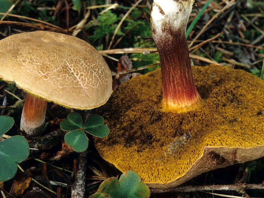 Моховик желто-бурый (Suillus variegatus)