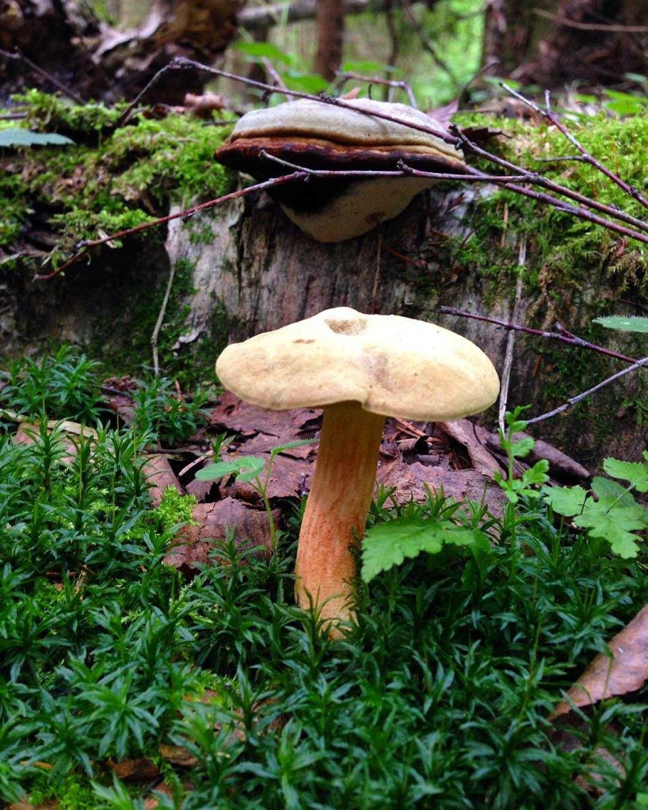 Моховик гриб