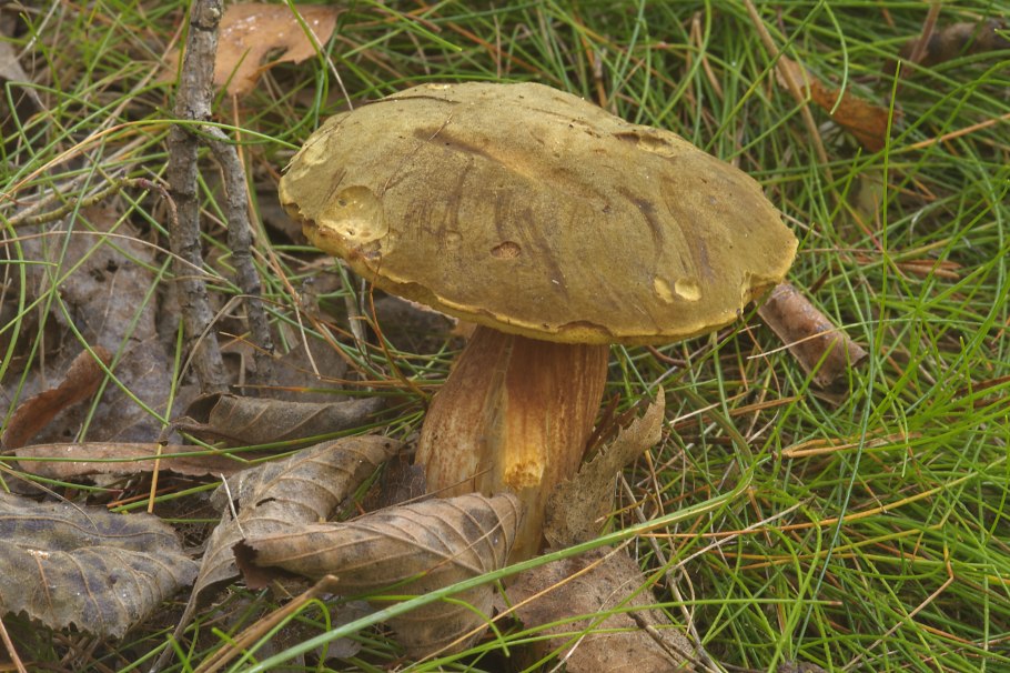 Моховик гриб