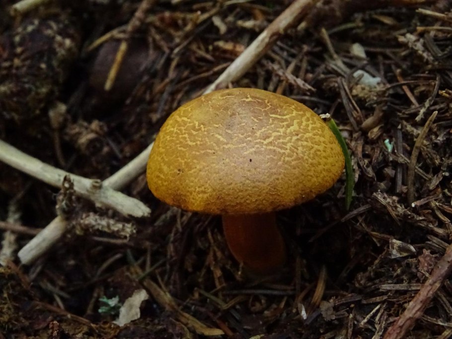 Моховик Прибрежный