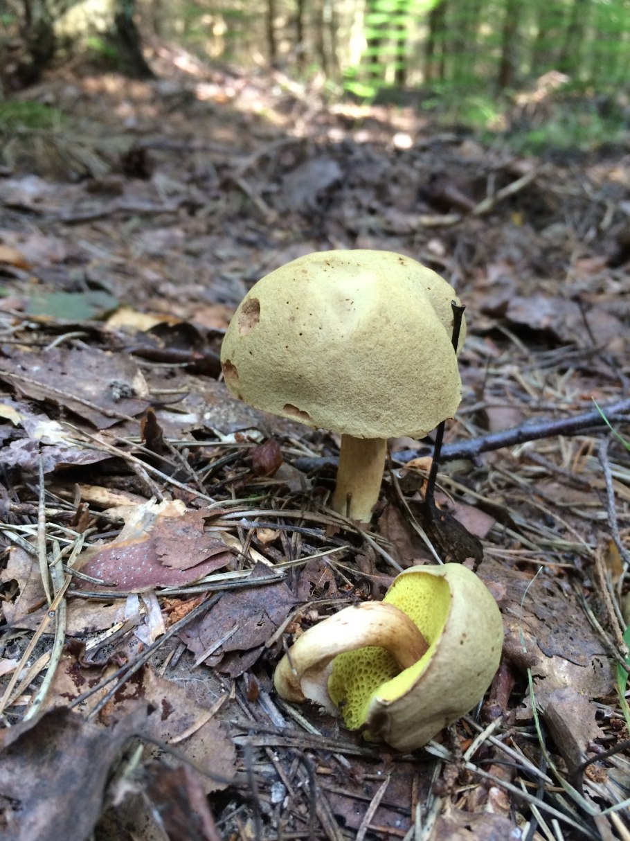 Перечный гриб Chalciporus piperatus